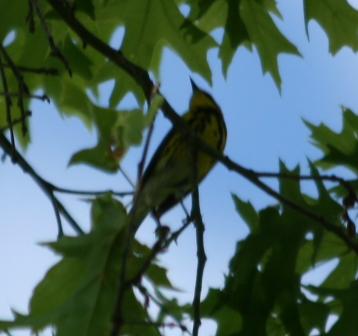 Magnolia Warbler - Pete Huffer