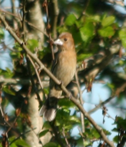 Blue Grosbeak - Pete Huffer