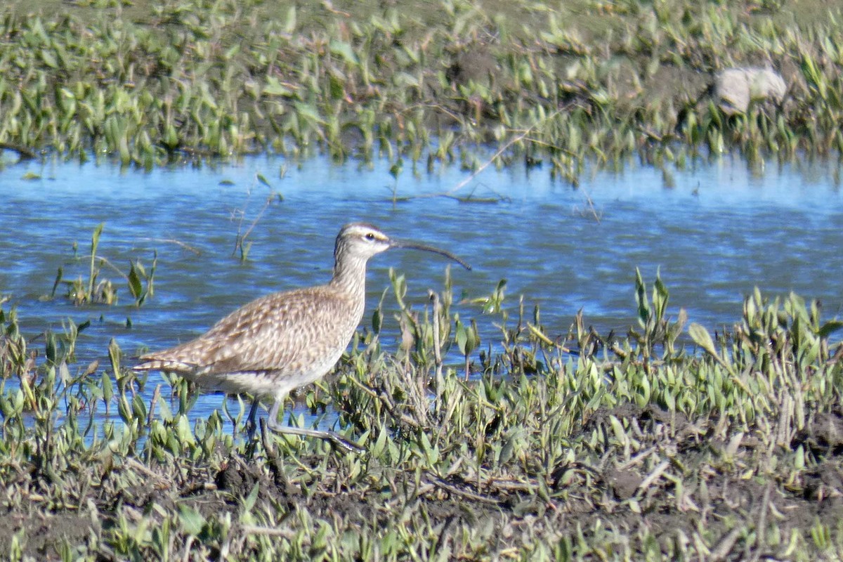 Regenbrachvogel - ML237825101