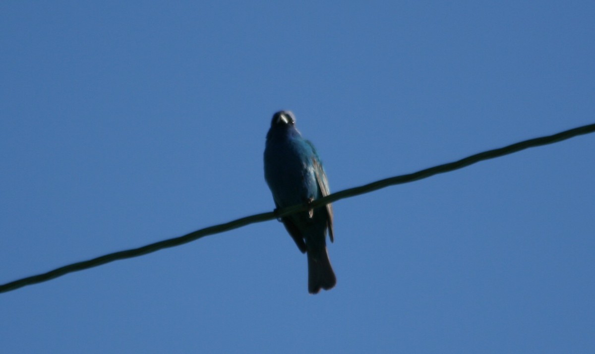 Passerin indigo - ML237825181