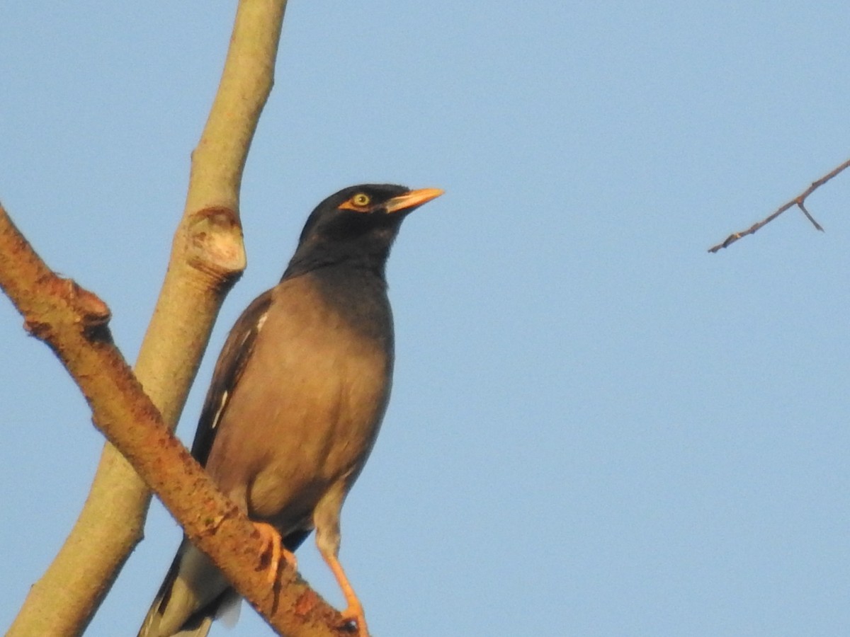 Common Myna - ML237826081