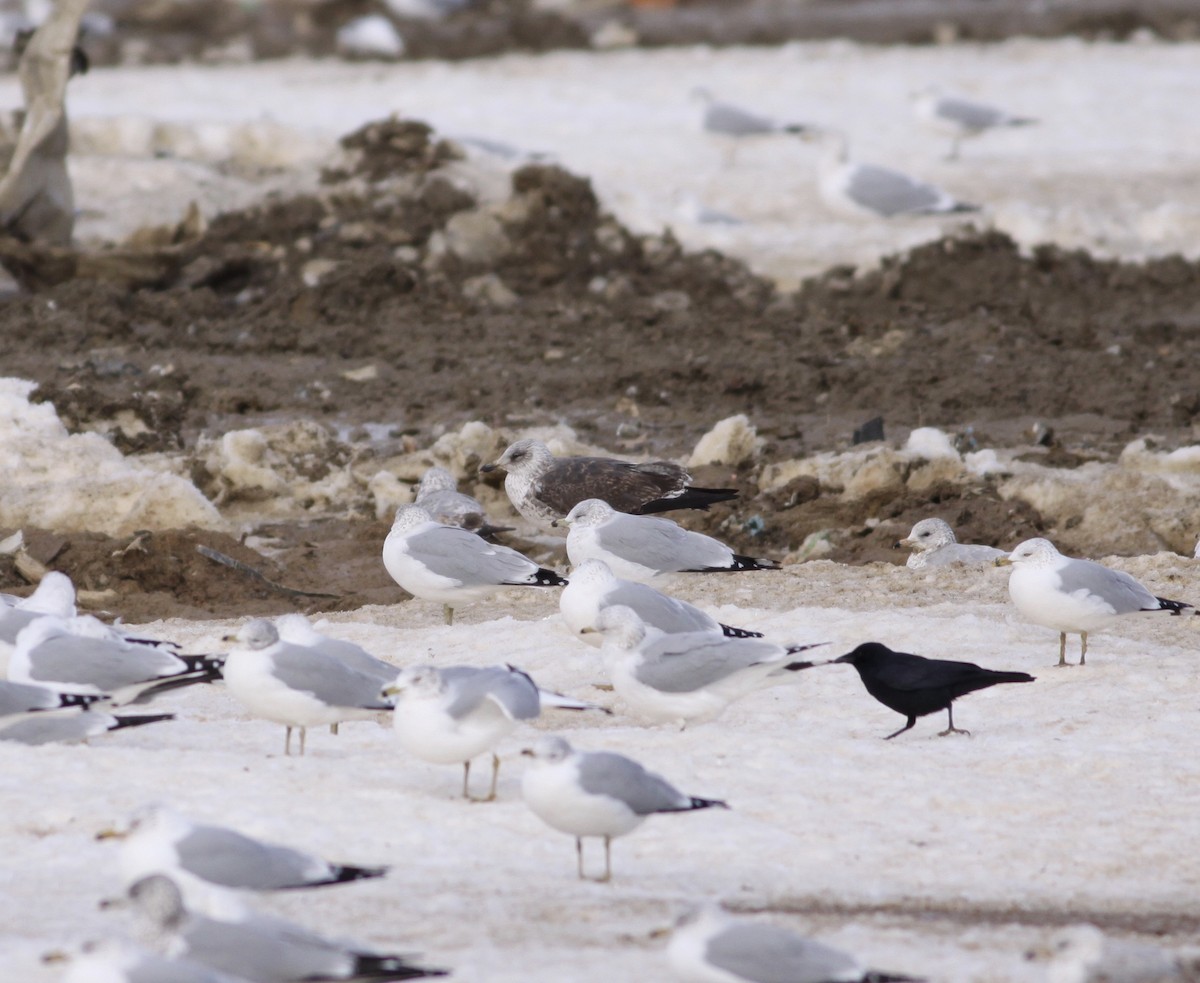 Lesser Black-backed Gull - Kelley Nunn