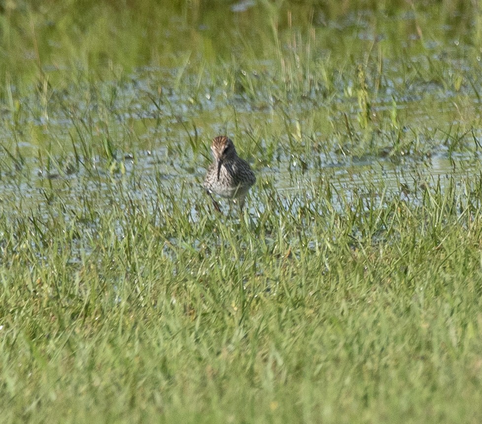 White-rumped Sandpiper - ML237826831