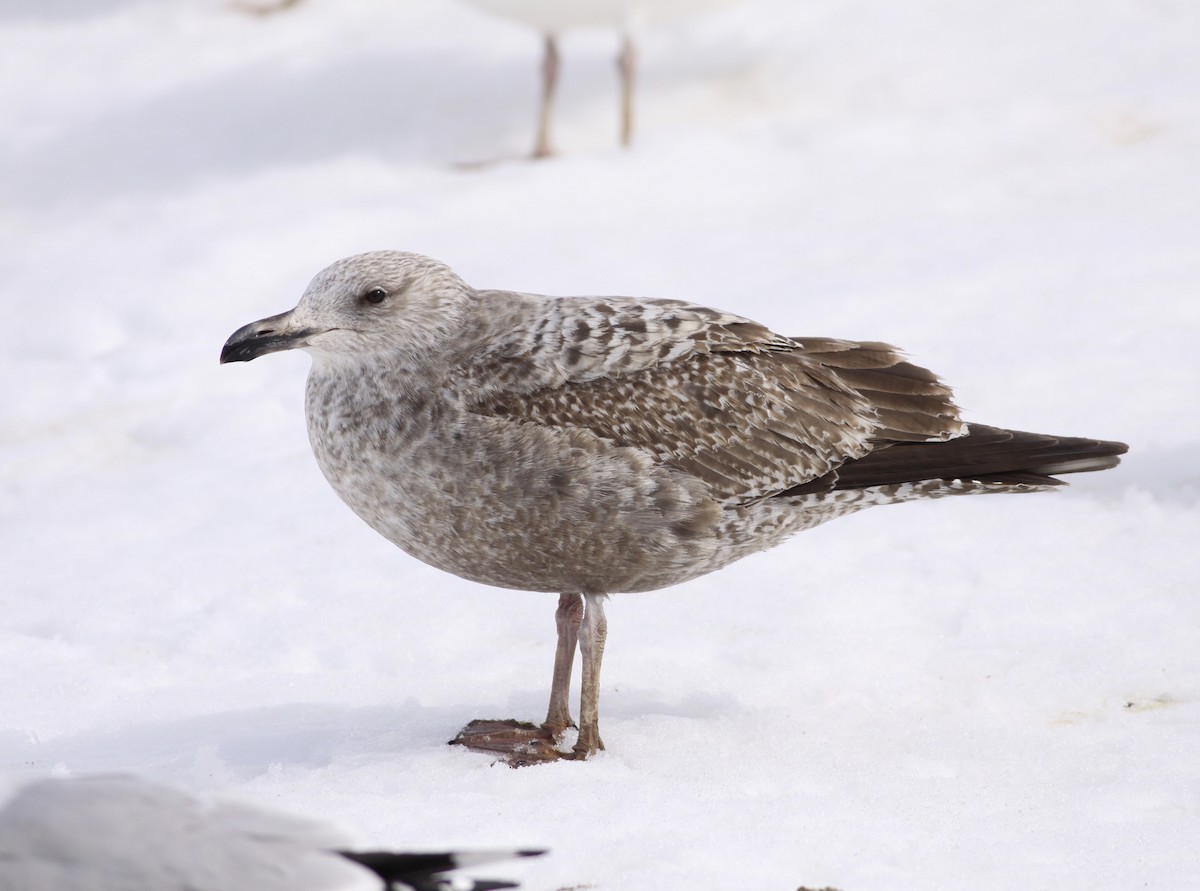 Herring Gull - ML23782851