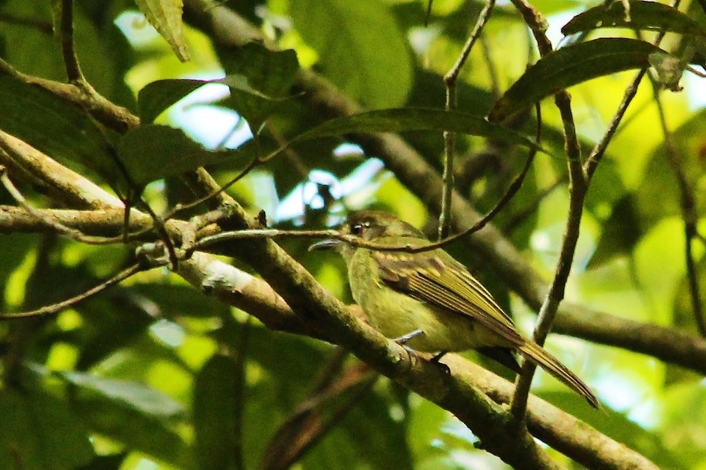 Sepia-capped Flycatcher - ML237829561