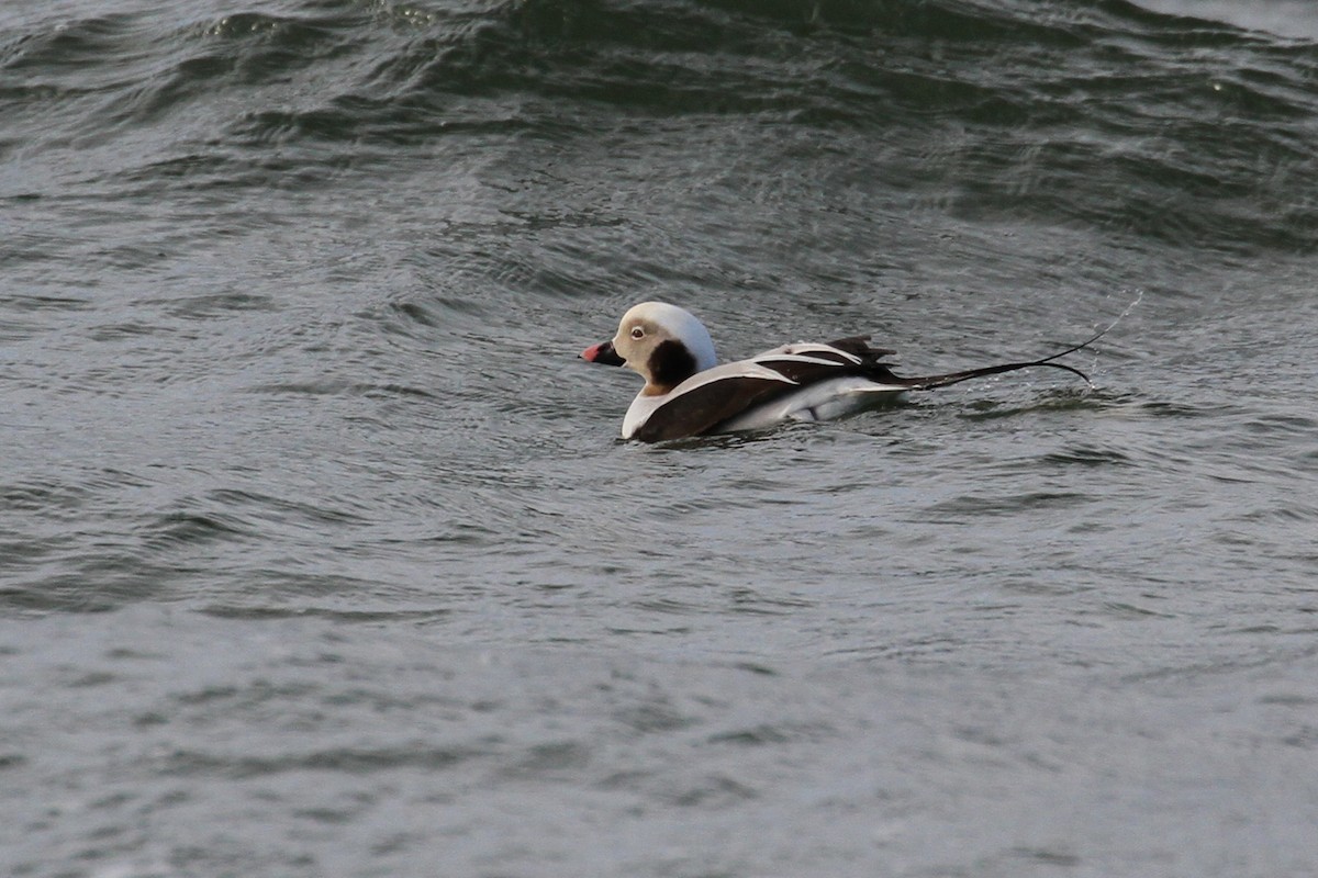 Long-tailed Duck - ML237830171