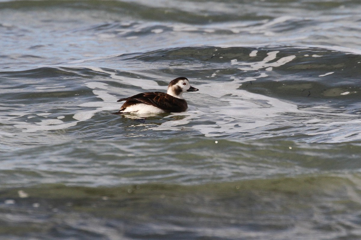 Long-tailed Duck - ML237830321