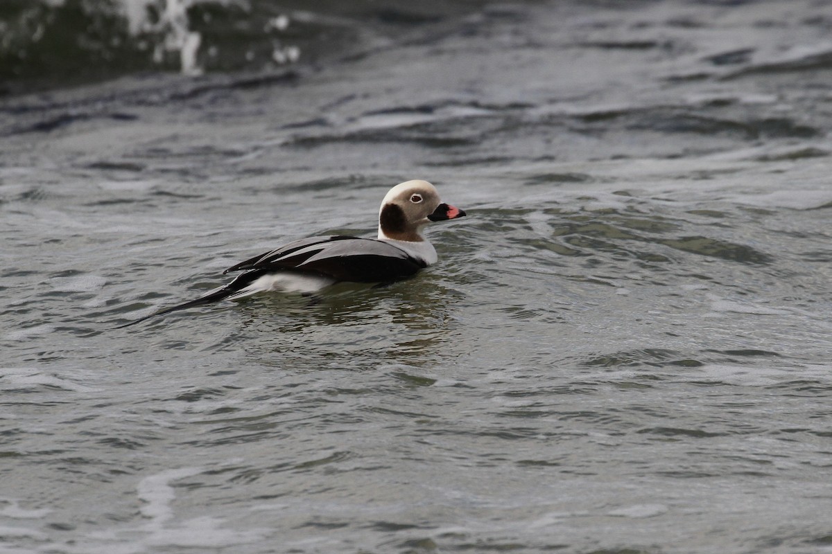 Long-tailed Duck - ML237830361