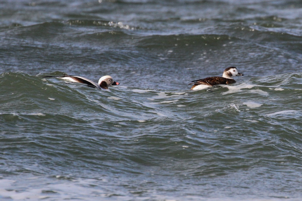 Long-tailed Duck - ML237830471