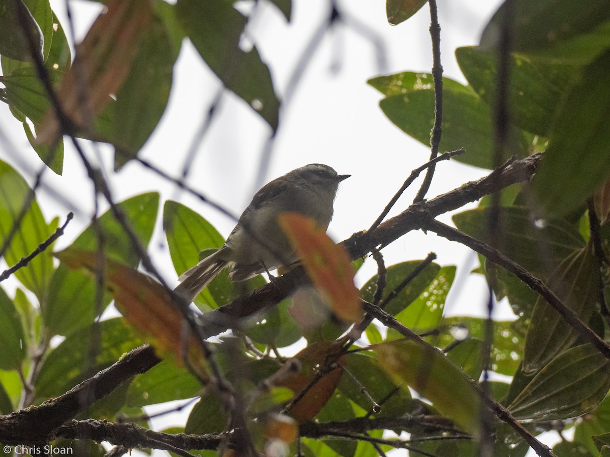 White-tailed Tyrannulet - ML237830541