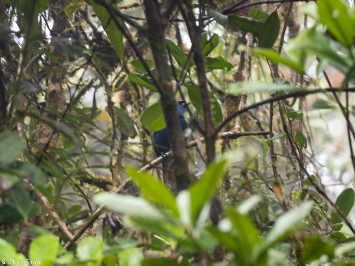 Turquoise Jay - Christopher Sloan