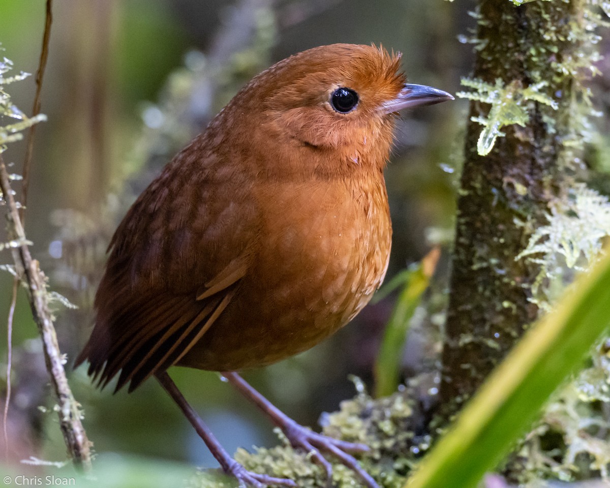 Equatorial Antpitta - Christopher Sloan