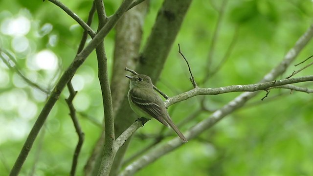 Buchenschnäppertyrann - ML237830741