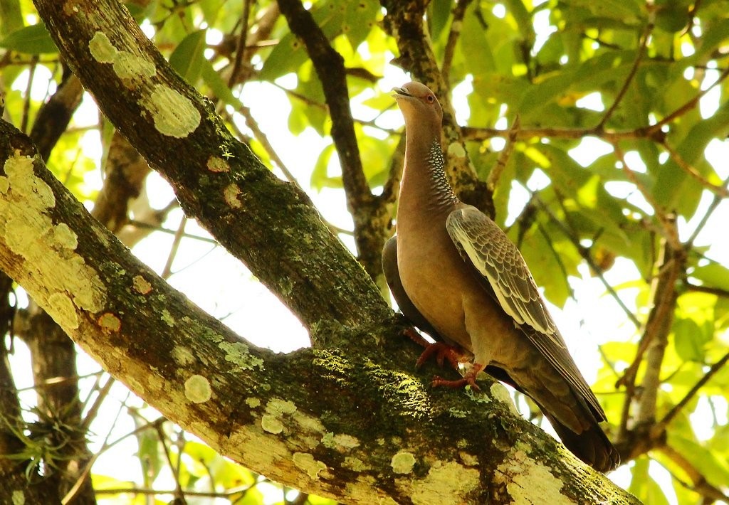 Picazuro Pigeon - ML237831071