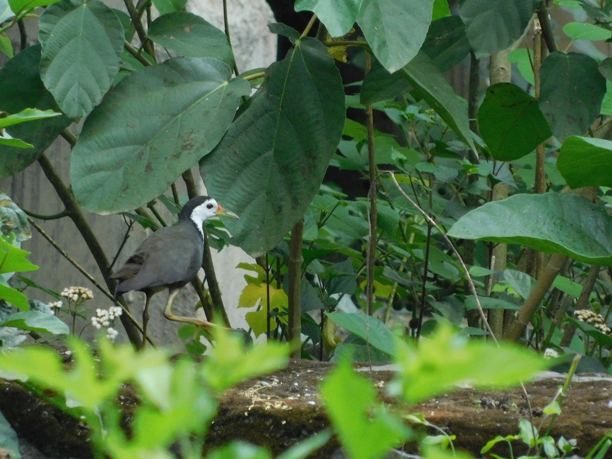 White-breasted Waterhen - ML237831231