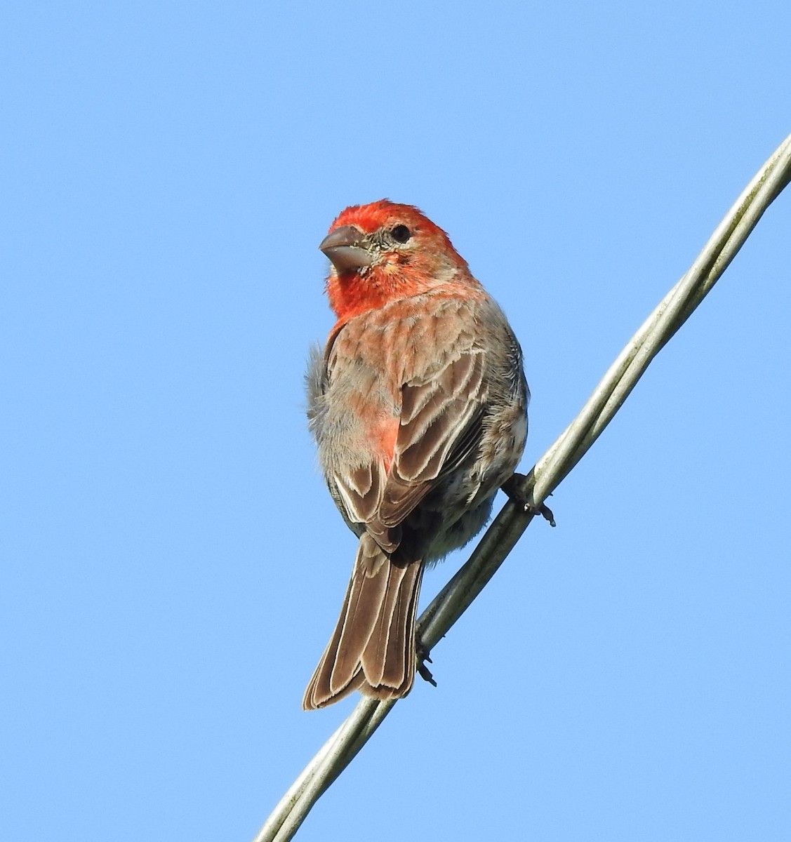 House Finch - ML237832091