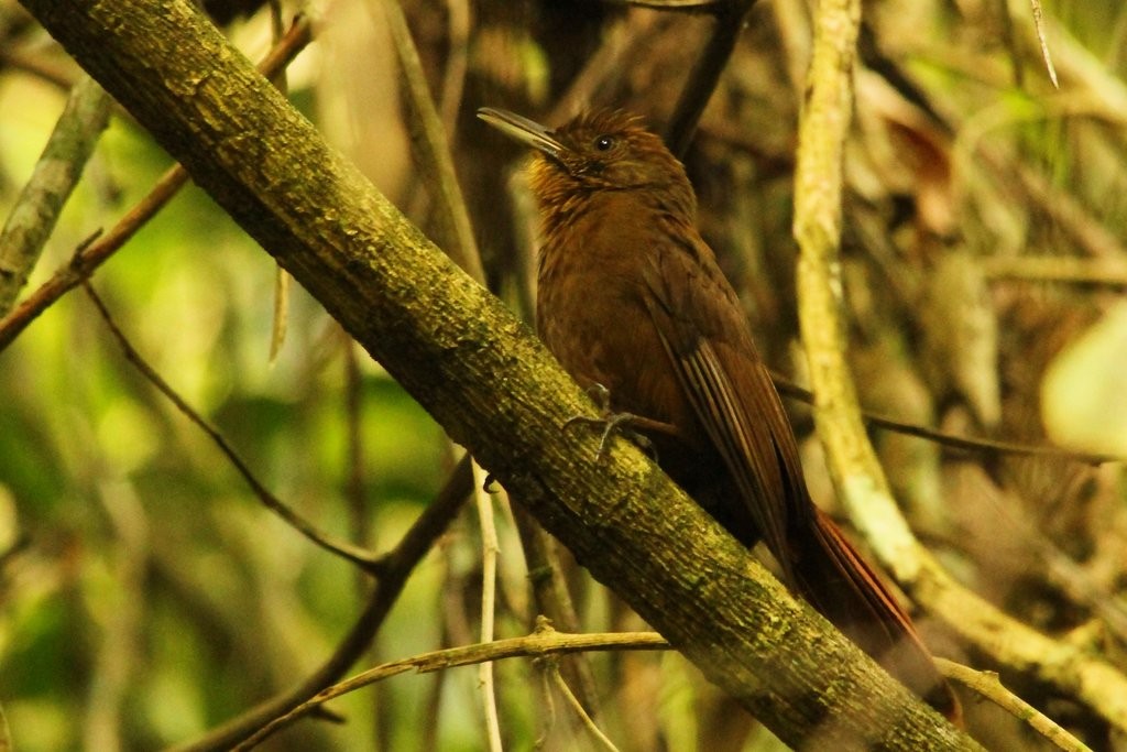 Plain-winged Woodcreeper - ML237832961