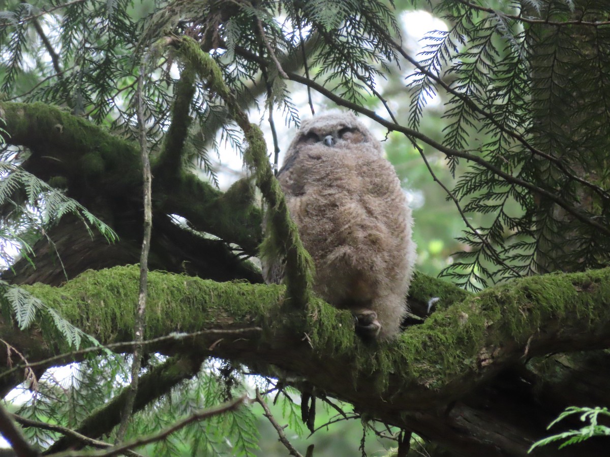 Great Horned Owl - ML237834391