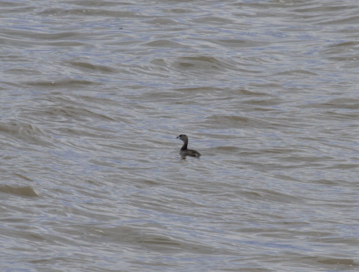 Pied-billed Grebe - ML237834491