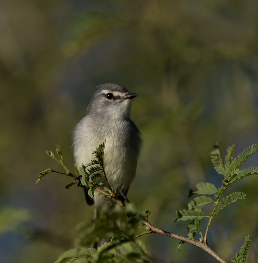 White-crested Tyrannulet (White-bellied) - Danilo Maciel