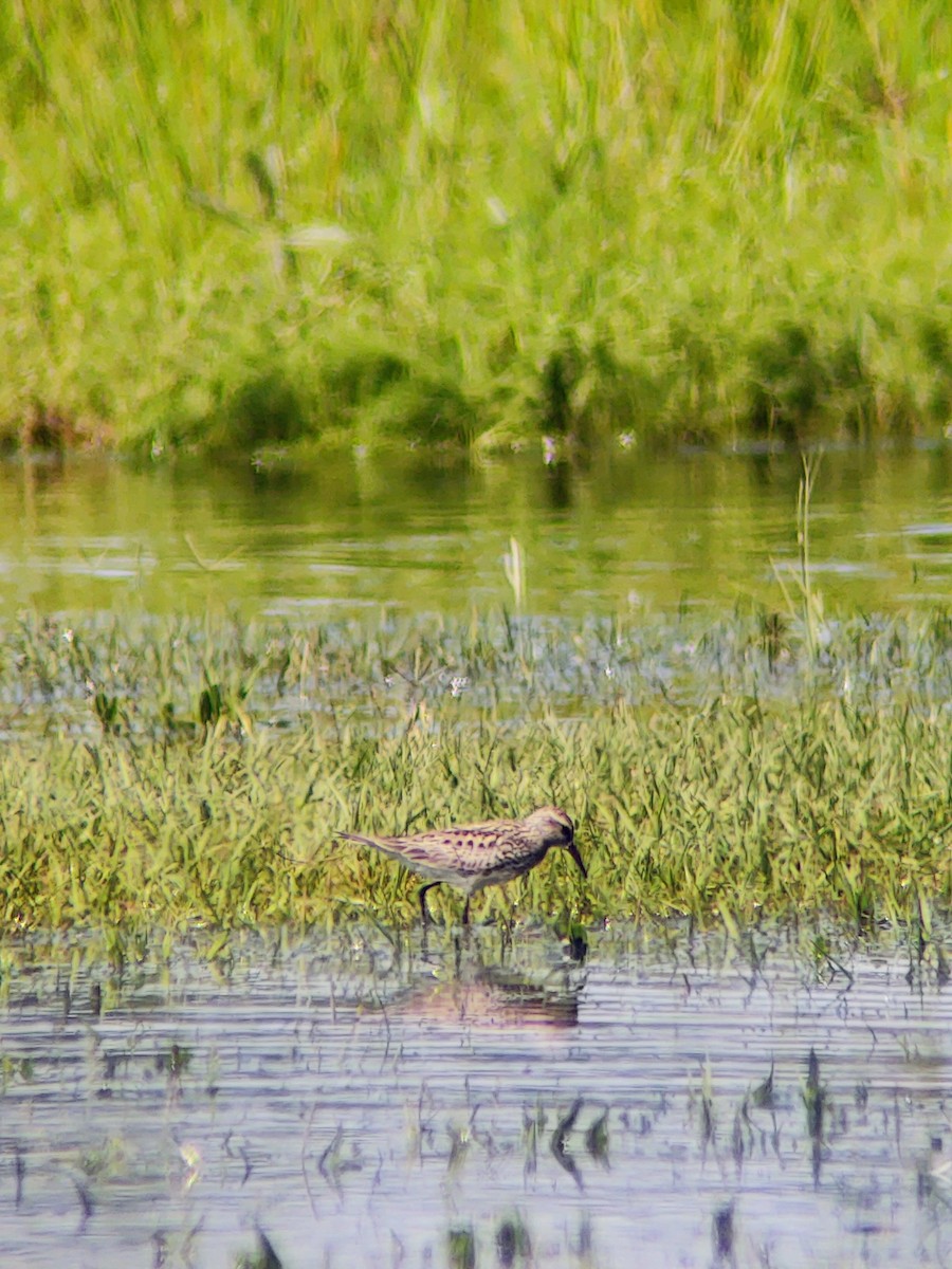 White-rumped Sandpiper - ML237834951