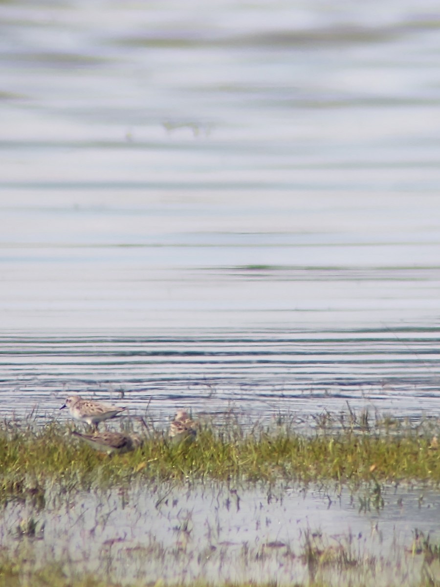 Semipalmated Sandpiper - ML237835281