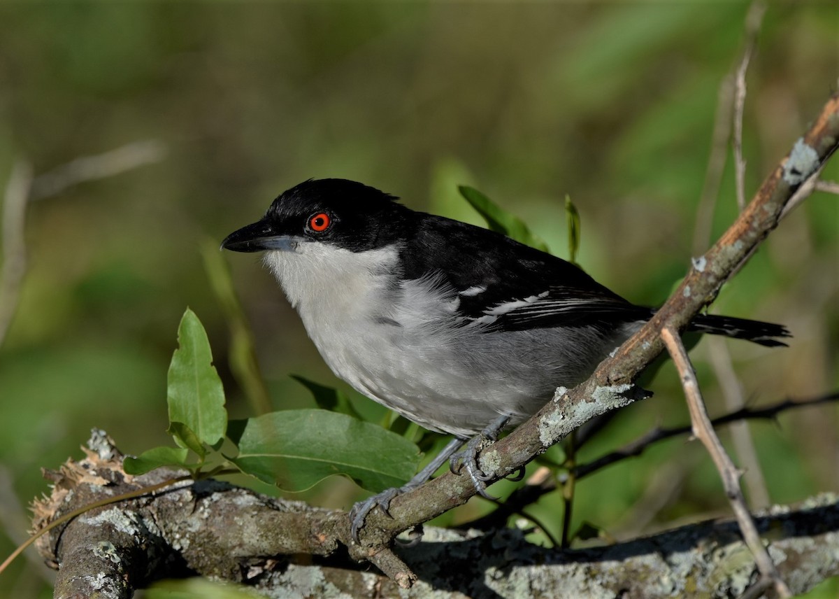 Great Antshrike - ML237836181