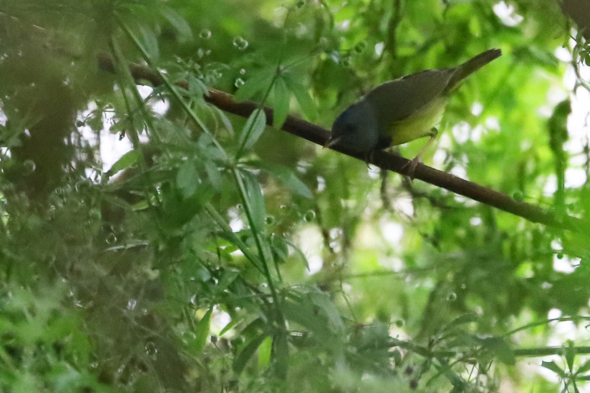 Mourning Warbler - ML237837941