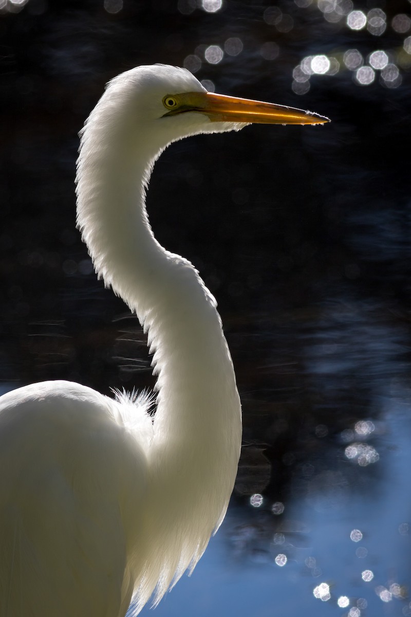 Great Egret - Becke Sigaty