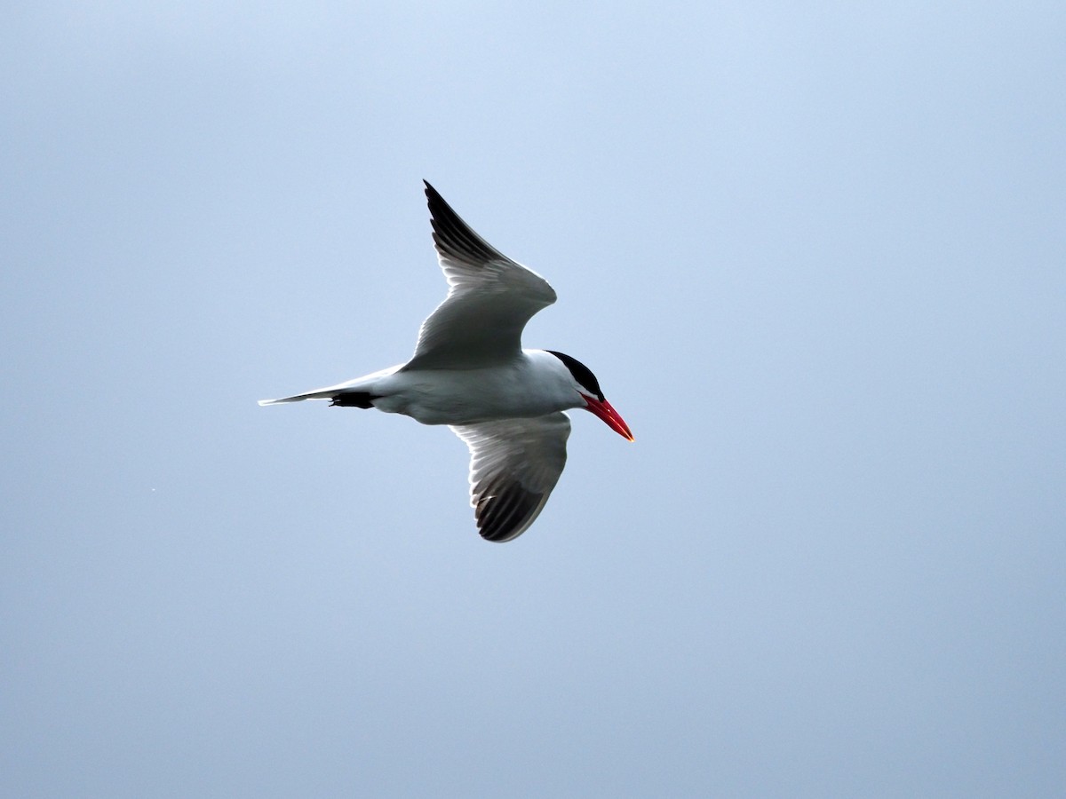 Caspian Tern - ML237839751