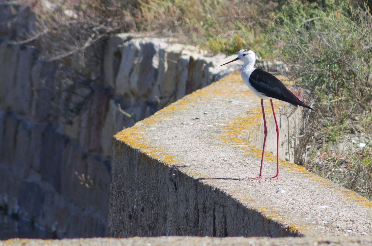 Black-winged Stilt - ML237840631