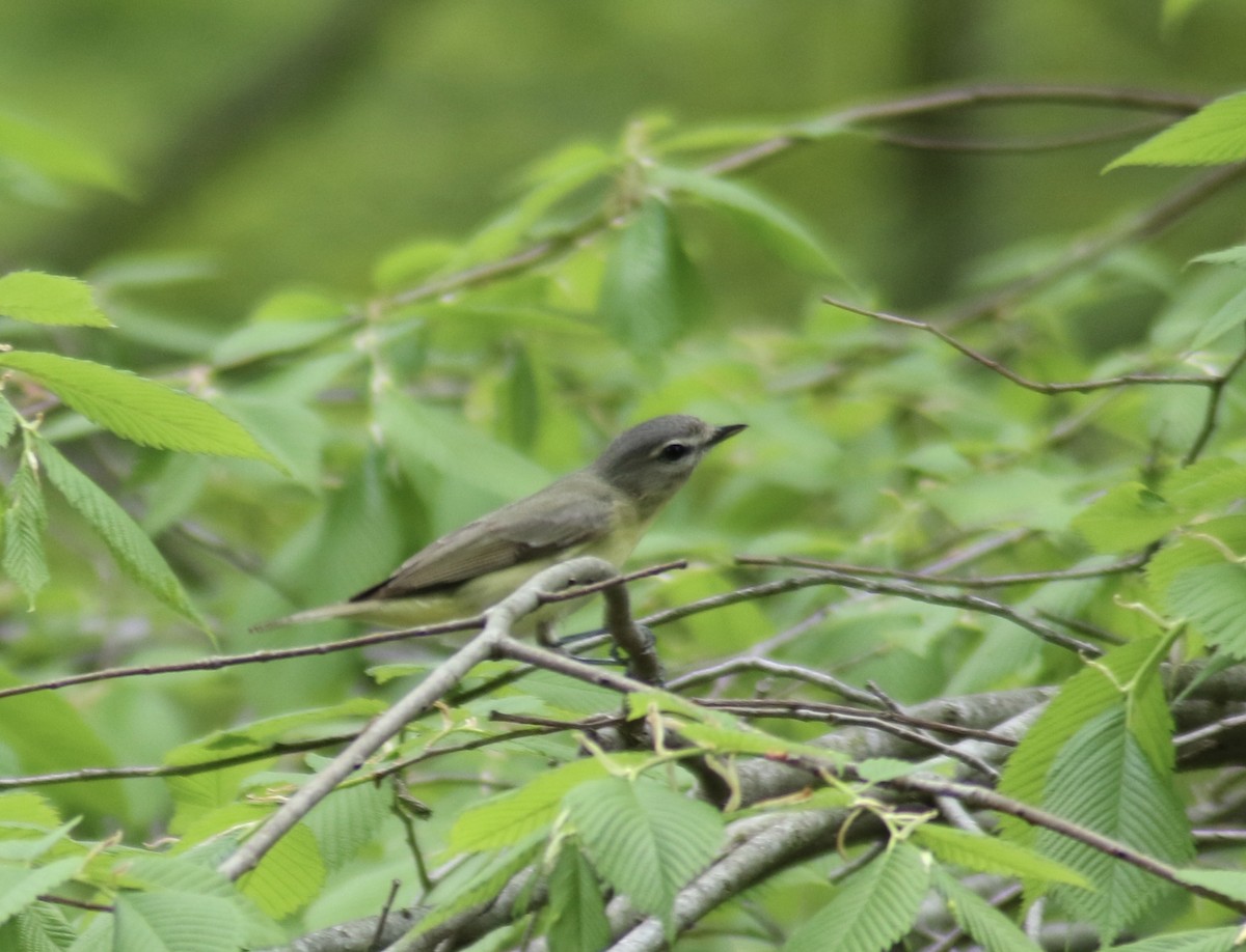 Philadelphia Vireo - ML237841461