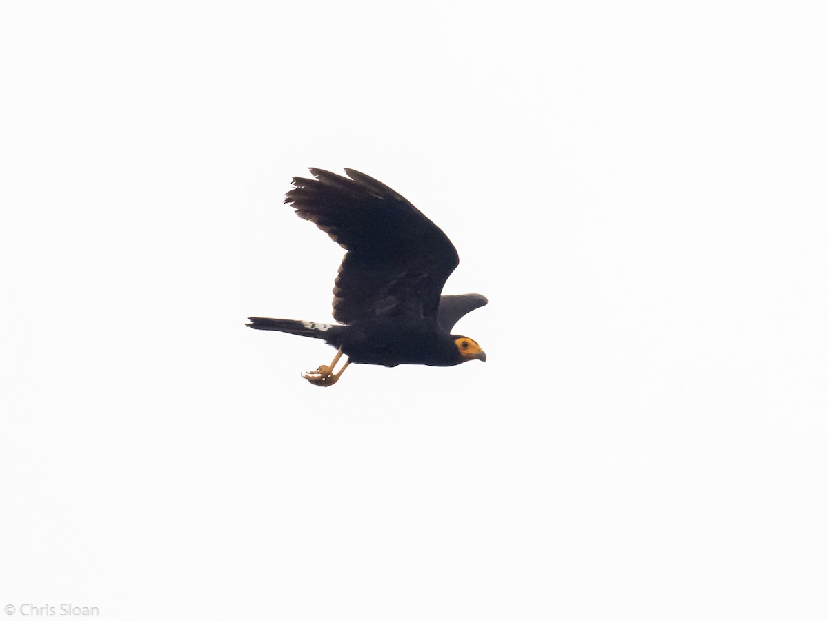 Black Caracara - ML237841491