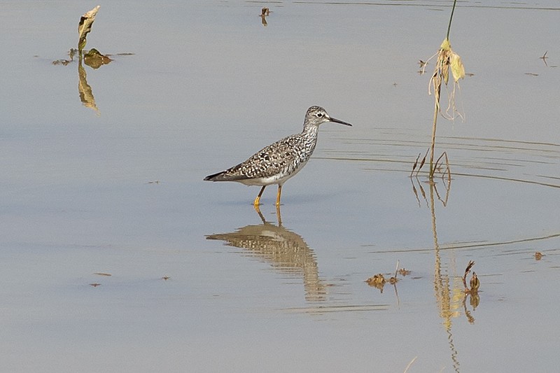 Lesser Yellowlegs - ML237843841