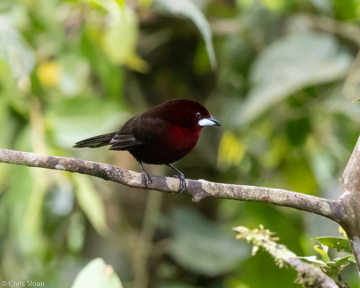 Silver-beaked Tanager - ML237845921