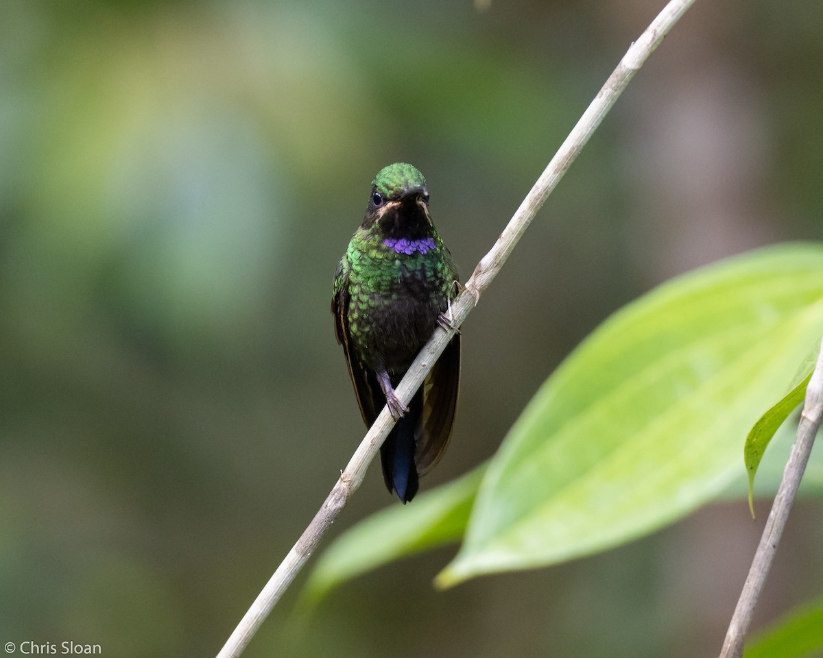 Black-throated Brilliant - ML237845971