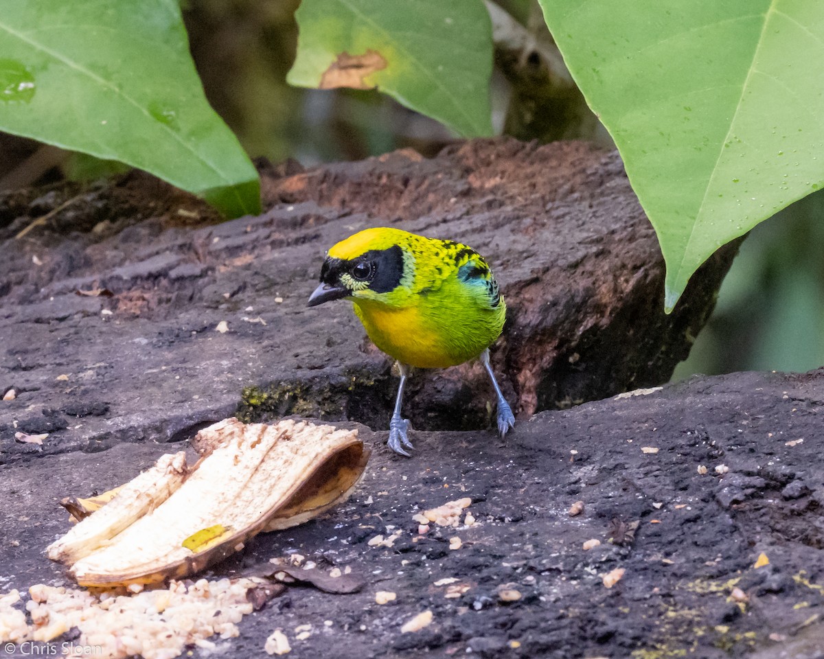 Green-and-gold Tanager - ML237846001