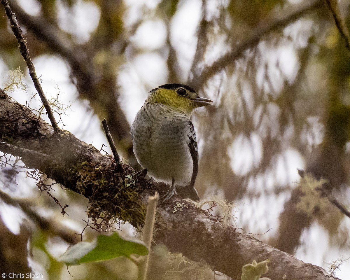 Barred Becard - ML237846601