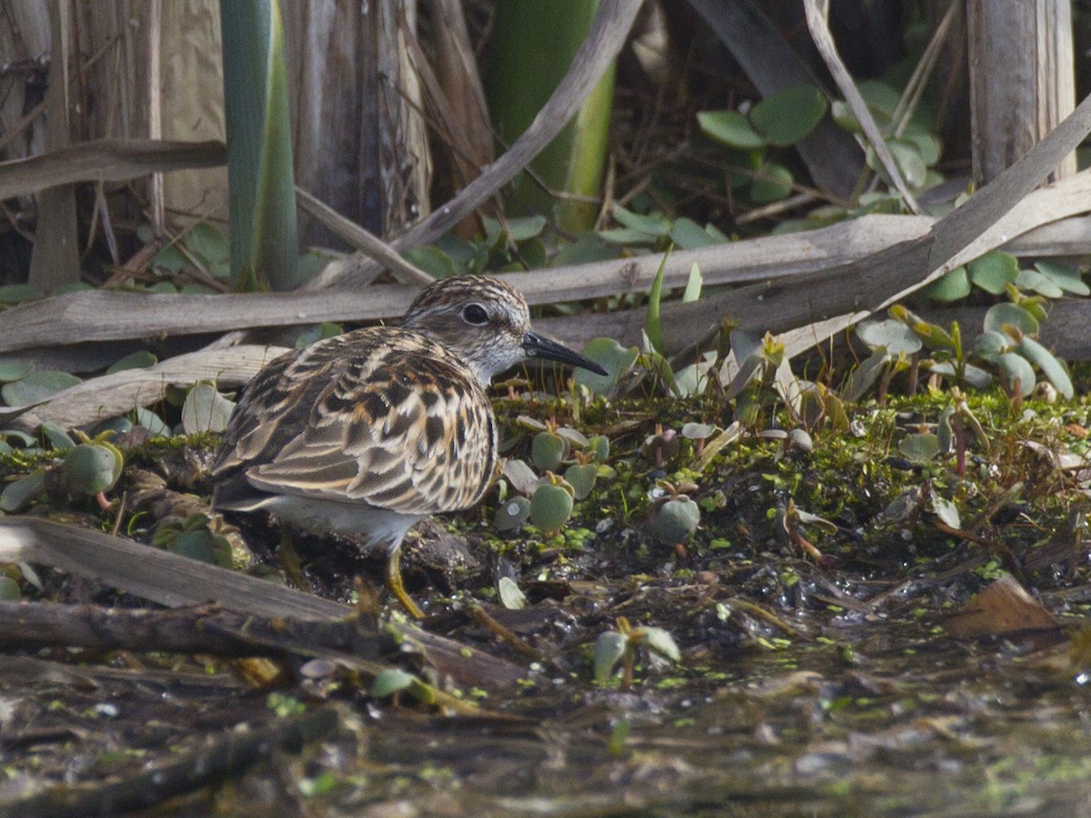 Least Sandpiper - ML237848051