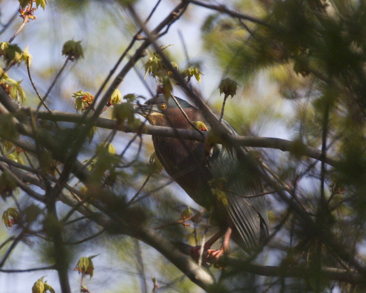 Green Heron - pierre martin