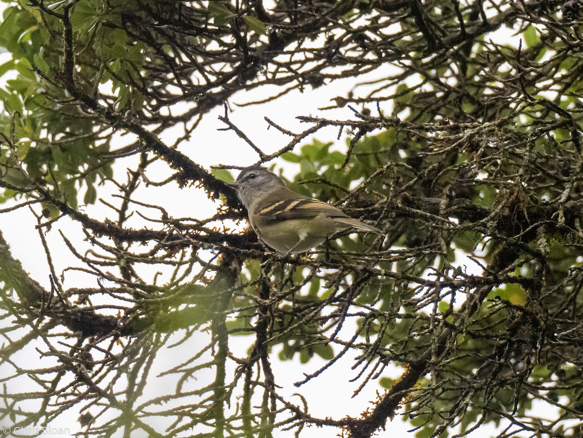 Tawny-rumped Tyrannulet - Christopher Sloan