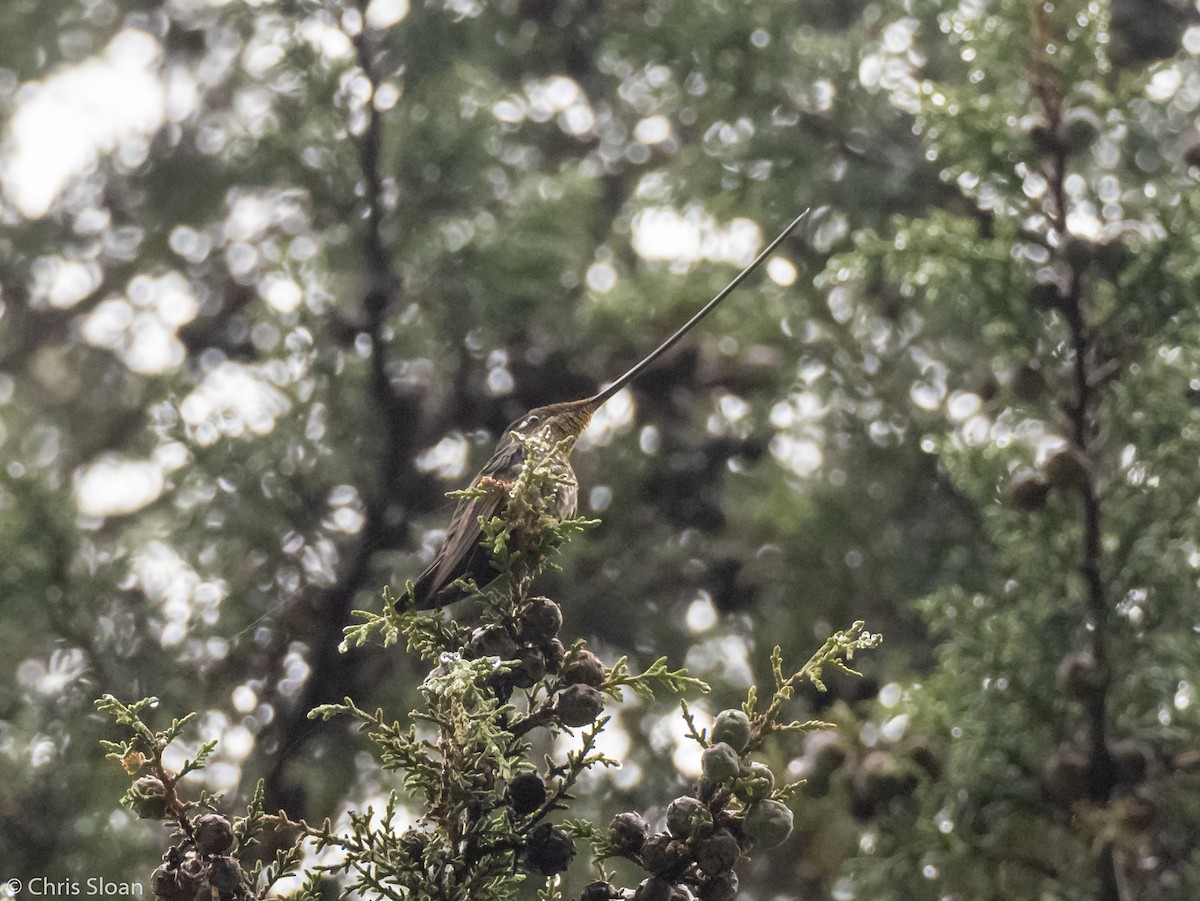 Colibrí Picoespada - ML237849301