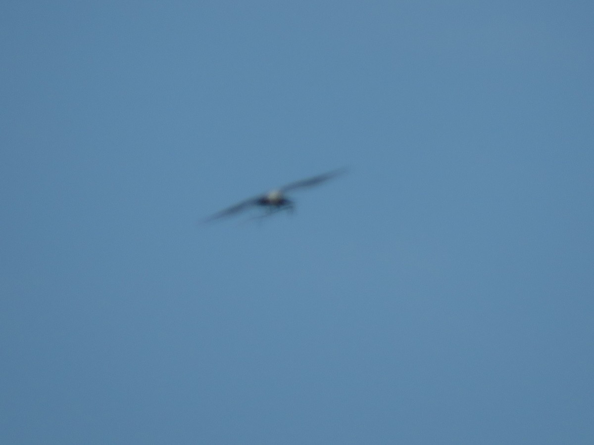 Mississippi Kite - ML237849311