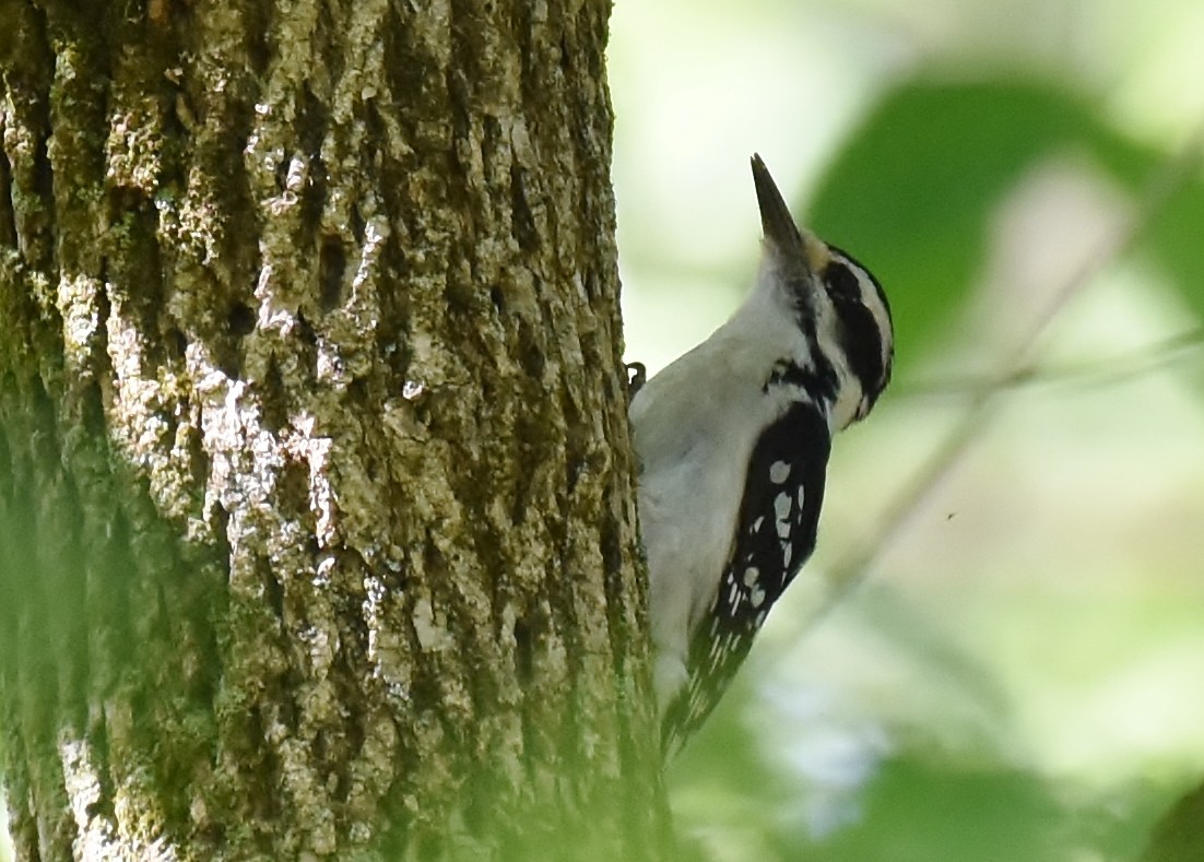 Hairy Woodpecker - ML237849321