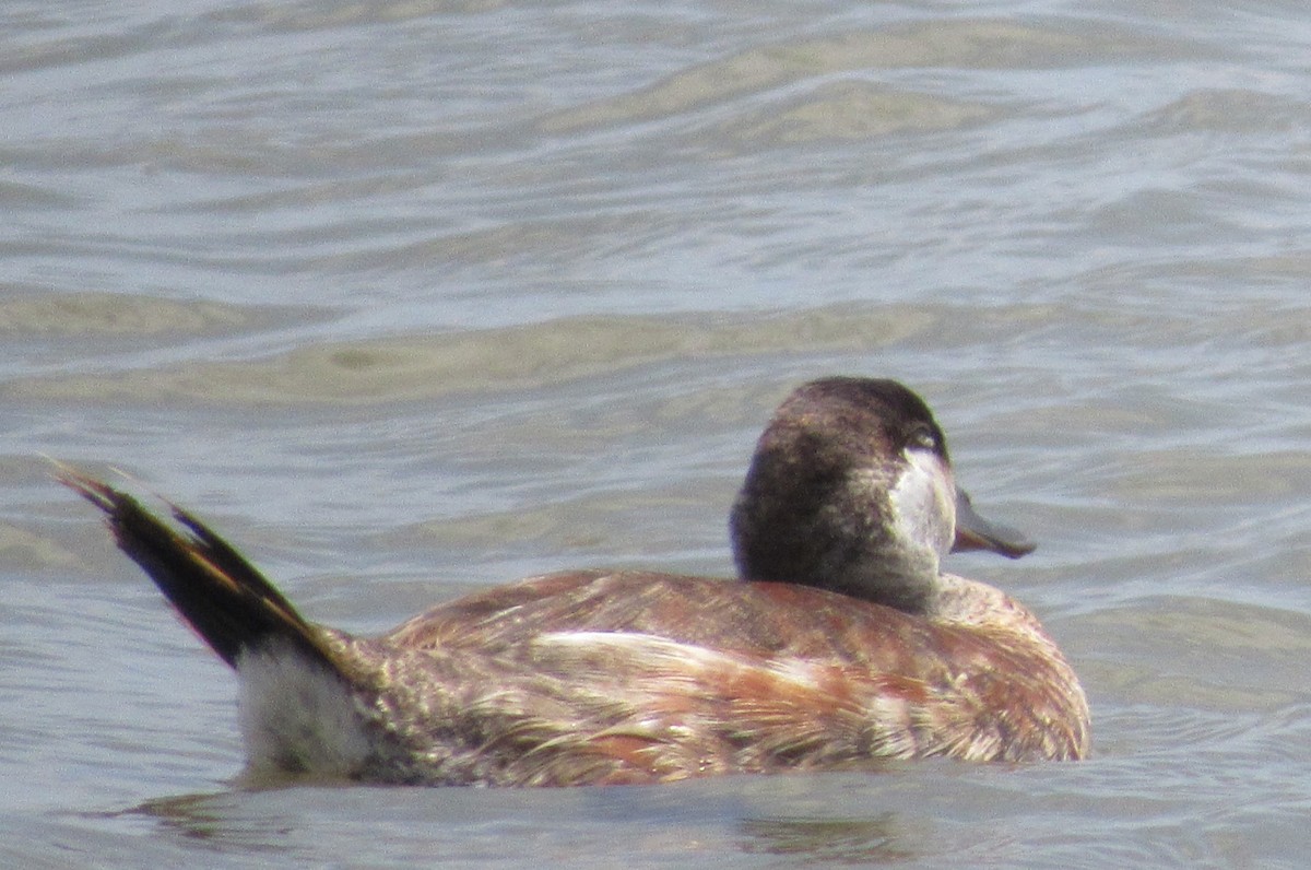 Ruddy Duck - Stephen  Lynch