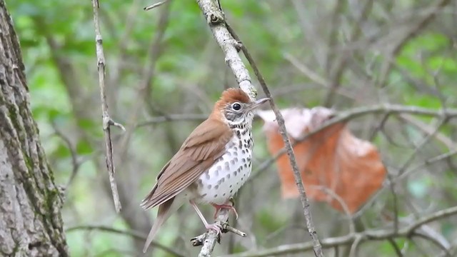 Wood Thrush - ML237849891