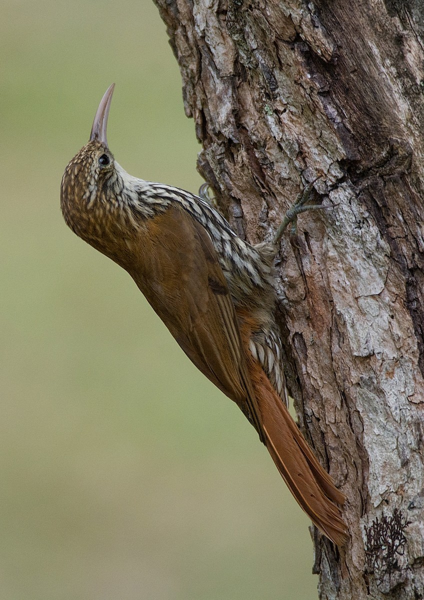 Scaled Woodcreeper - ML237849931