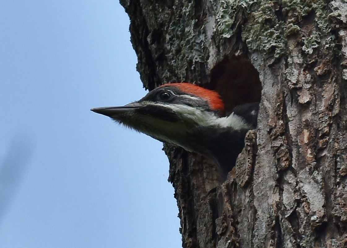 Pileated Woodpecker - ML237850851