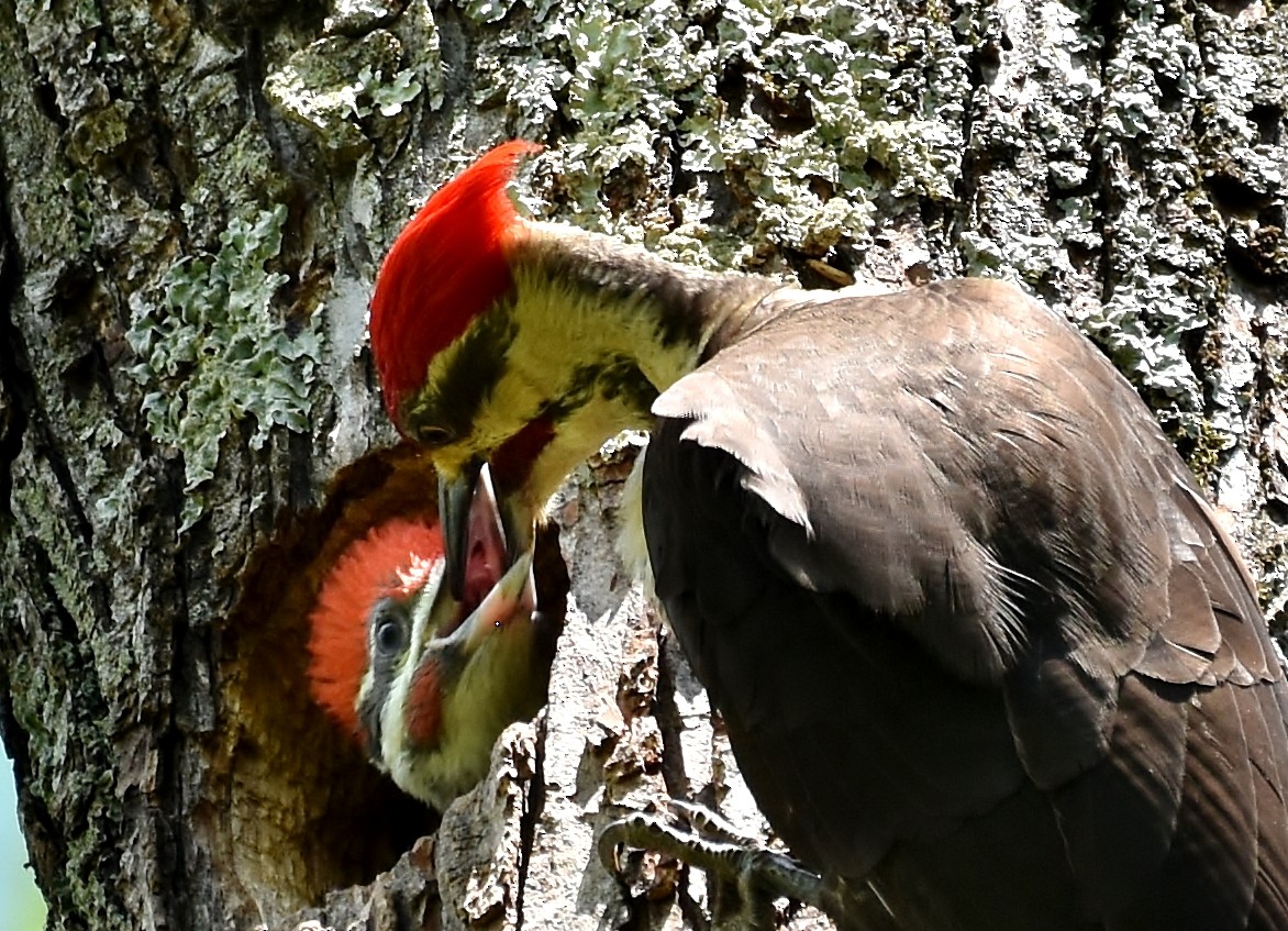 Pileated Woodpecker - ML237850911