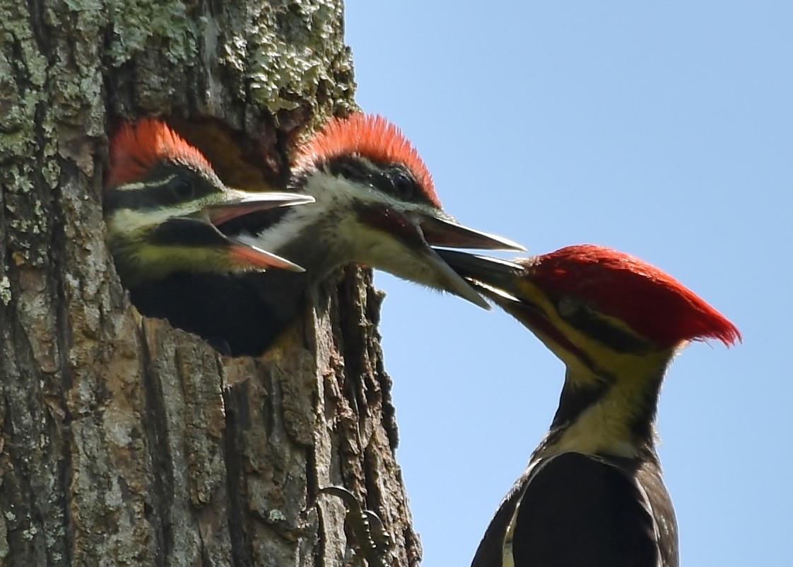 Pileated Woodpecker - ML237850991